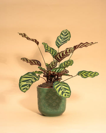 Calathea makoyana