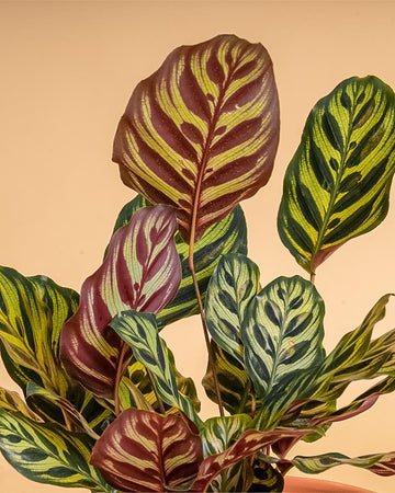 Calathea roseopicta 'Medallion'