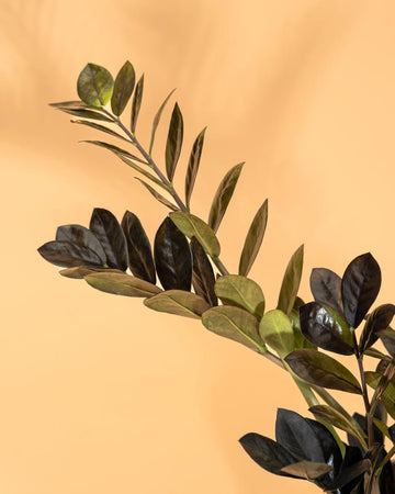 Zamioculca zamiifolia ‘Raven’