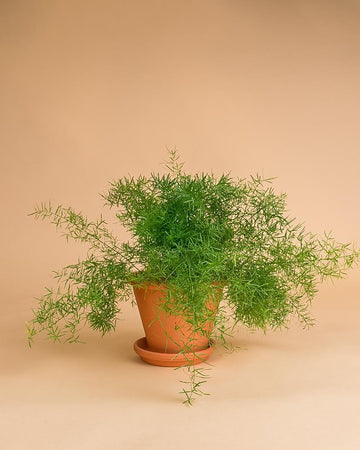 Asparagus 