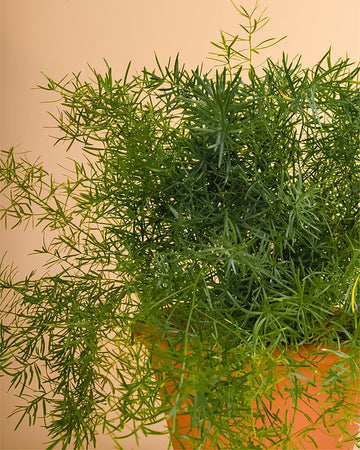 Asparagus densiflorus 'Sprengeri'