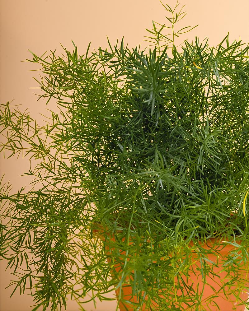 Asparagus 