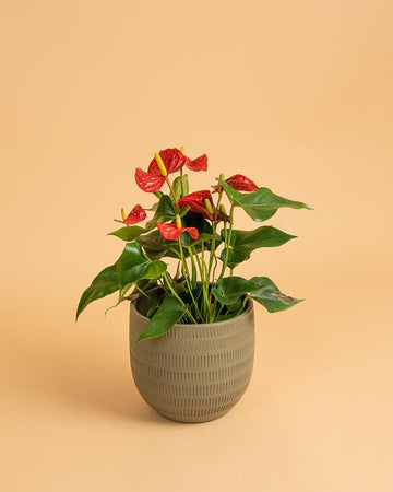 Anthurium and. 'Madural Royal Red'
