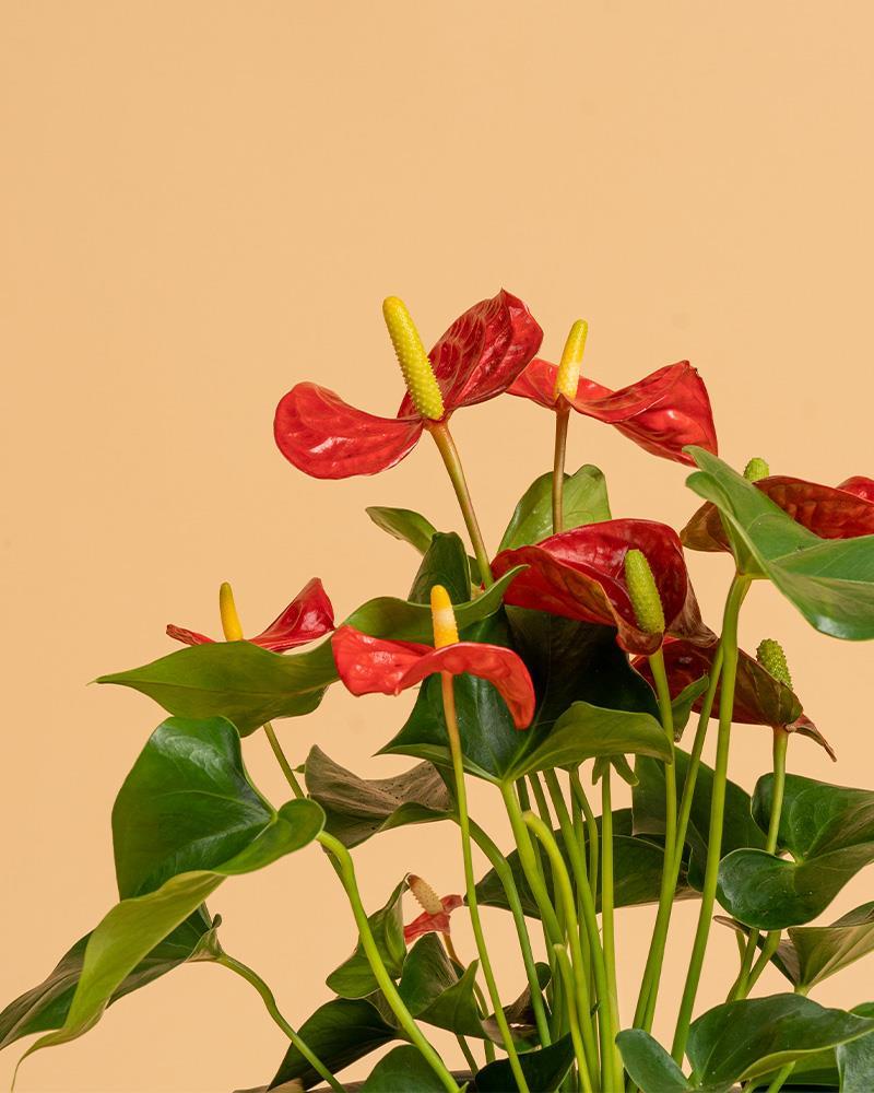 Anthurium andr. 'Minnesota'