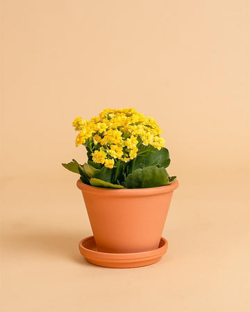 Kalanchoe blossfeldiana (flor dobrada) | 15-20cm