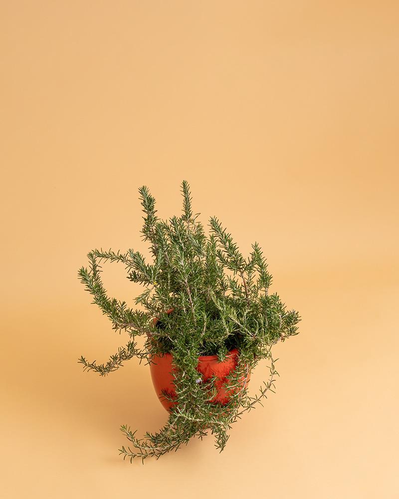 Alecrim (Rosmarinus