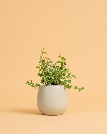 Ficus pumila 'White Sunny'