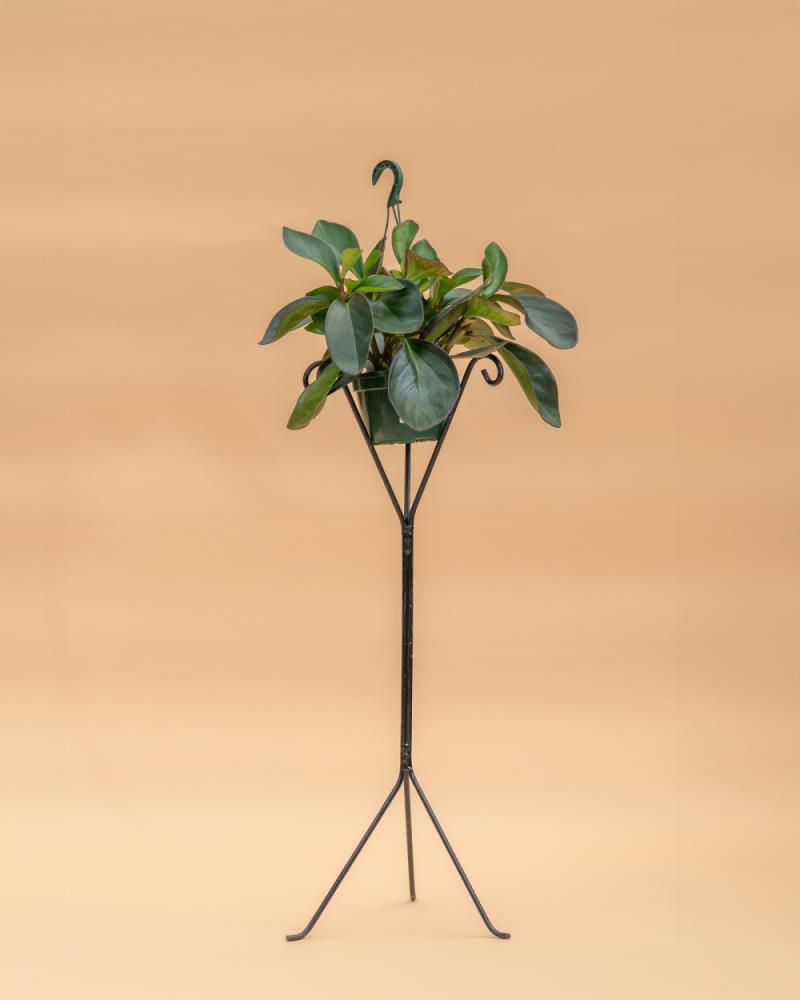Peperomia clusiifolia 'Red Margin'