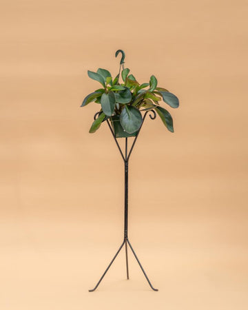 Peperomia clusiifolia 'Red Margin'
