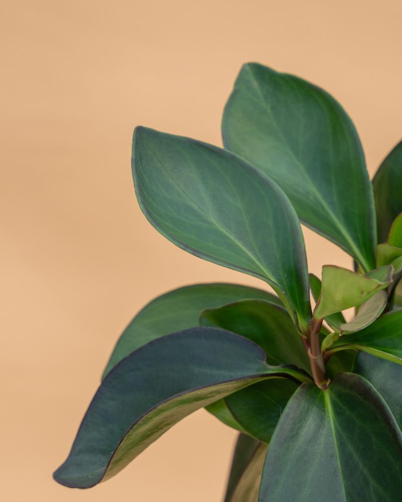 Peperomia clusiifolia 'Red Margin'