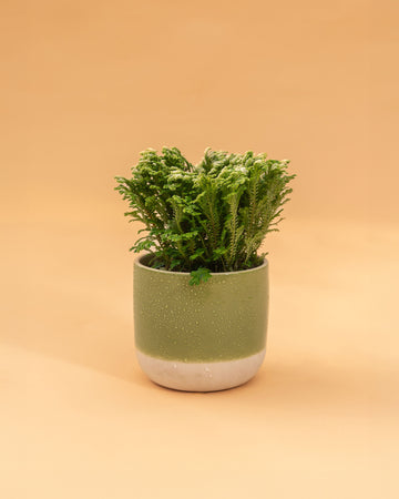 Selaginella martensii 'Jori'