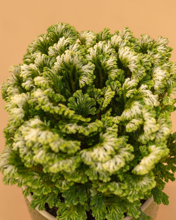 Selaginella martensii 'Jori'