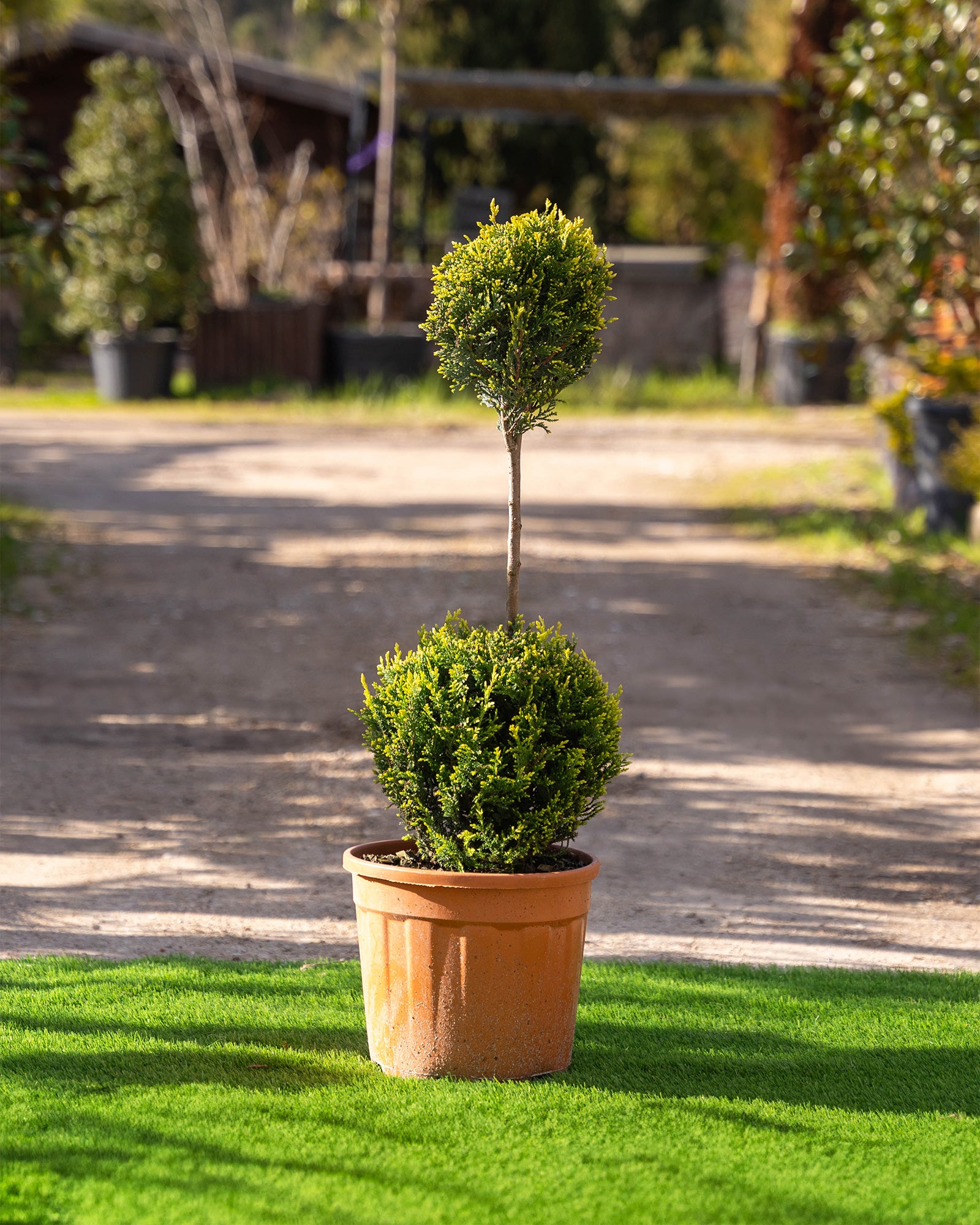 Cupressocyparis Leylandii 