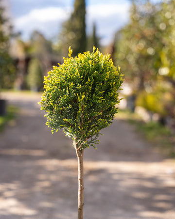 Cupressocyparis Leylandii 'Castlewellan Gold' 2 Bolas