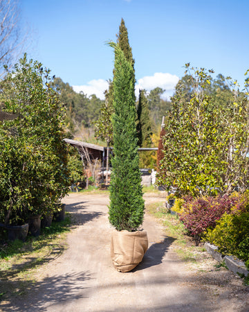 Cupressocyparis leylandii ‘Pyramidalis’