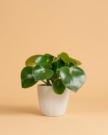 Peperomia polybotrya