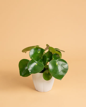 Peperomia polybotrya