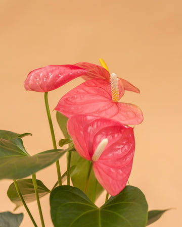 Anthurium Colorado 'Royal Pink'