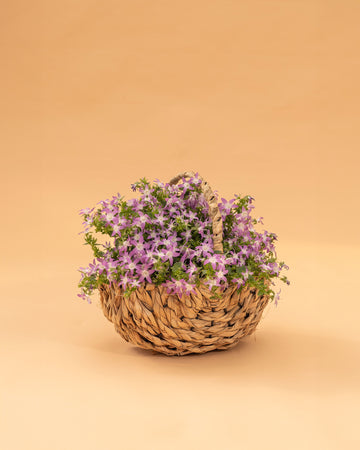 Campanula poscharskyana