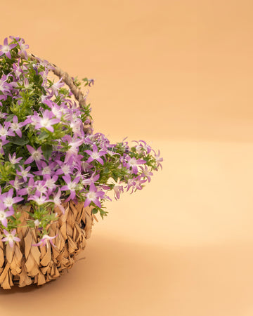 Campanula poscharskyana