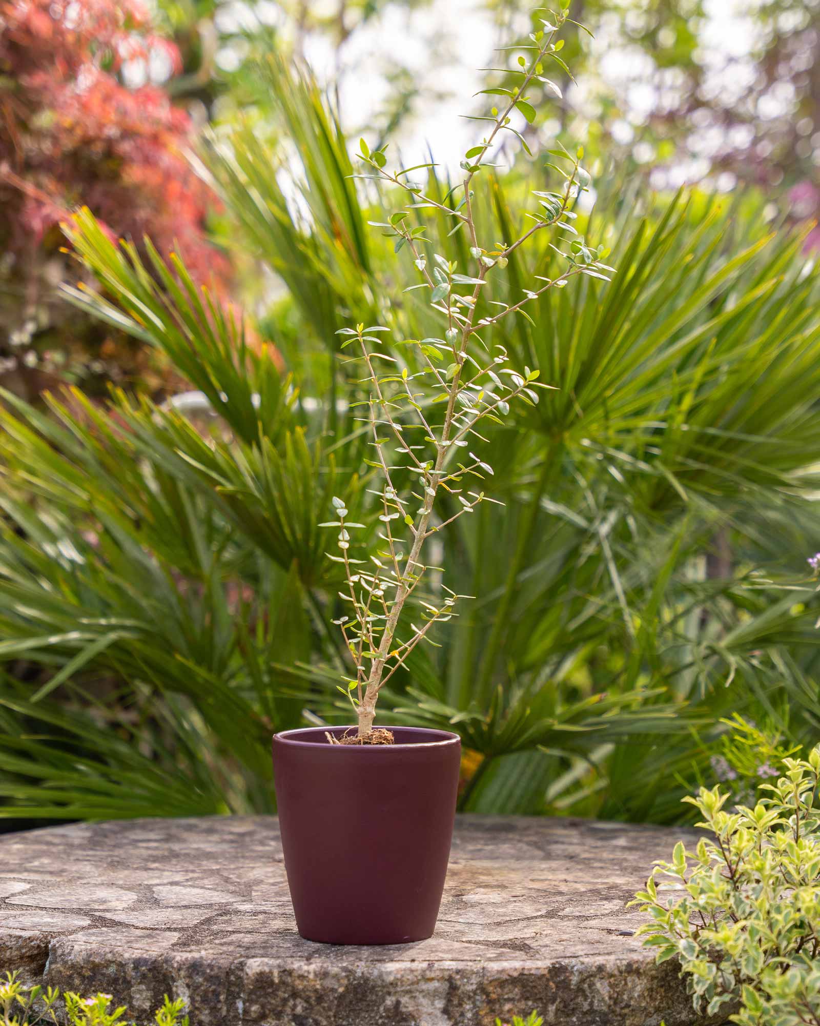 Olea silvestris (Zambujeiro)