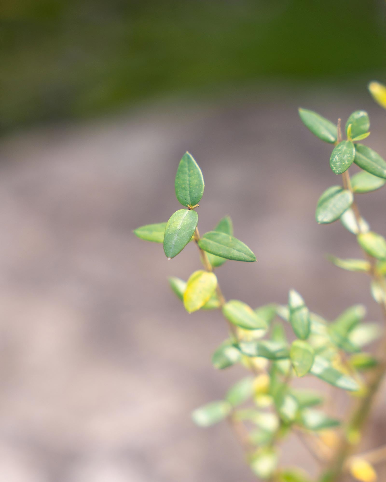 Olea silvestris (Zambujeiro)