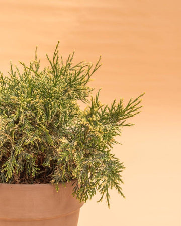 Chamaecyparis lawsoniana 'Pearly Swirls'