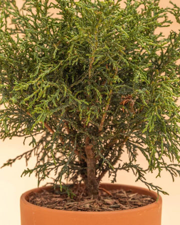 Chamaecyparis obtusa 'Lycopodioides'