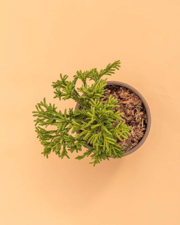 Cryptomeria japonica 'Little Champion'