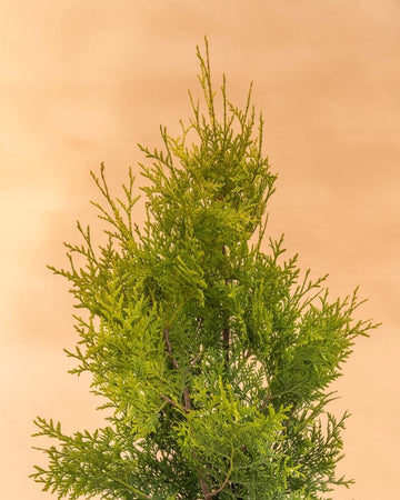 Thuja occidentalis 'Salland