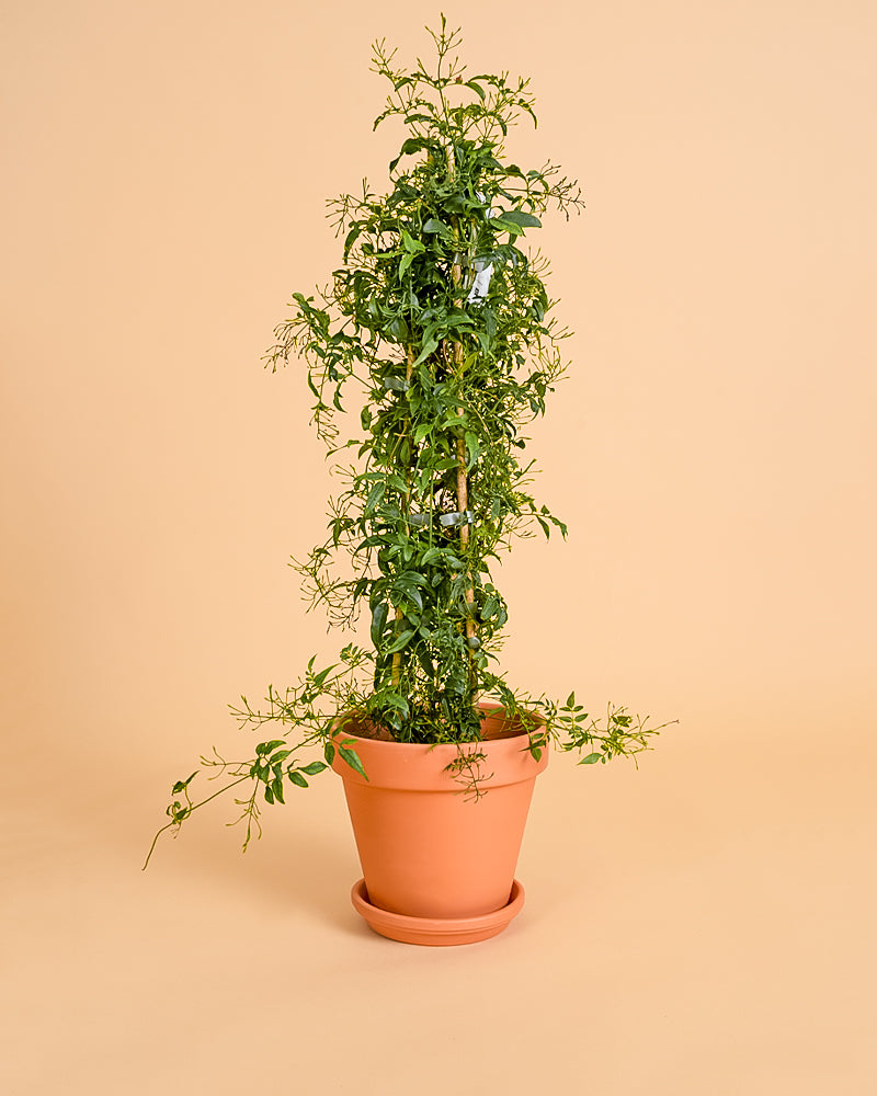 Jasminum polyanthum