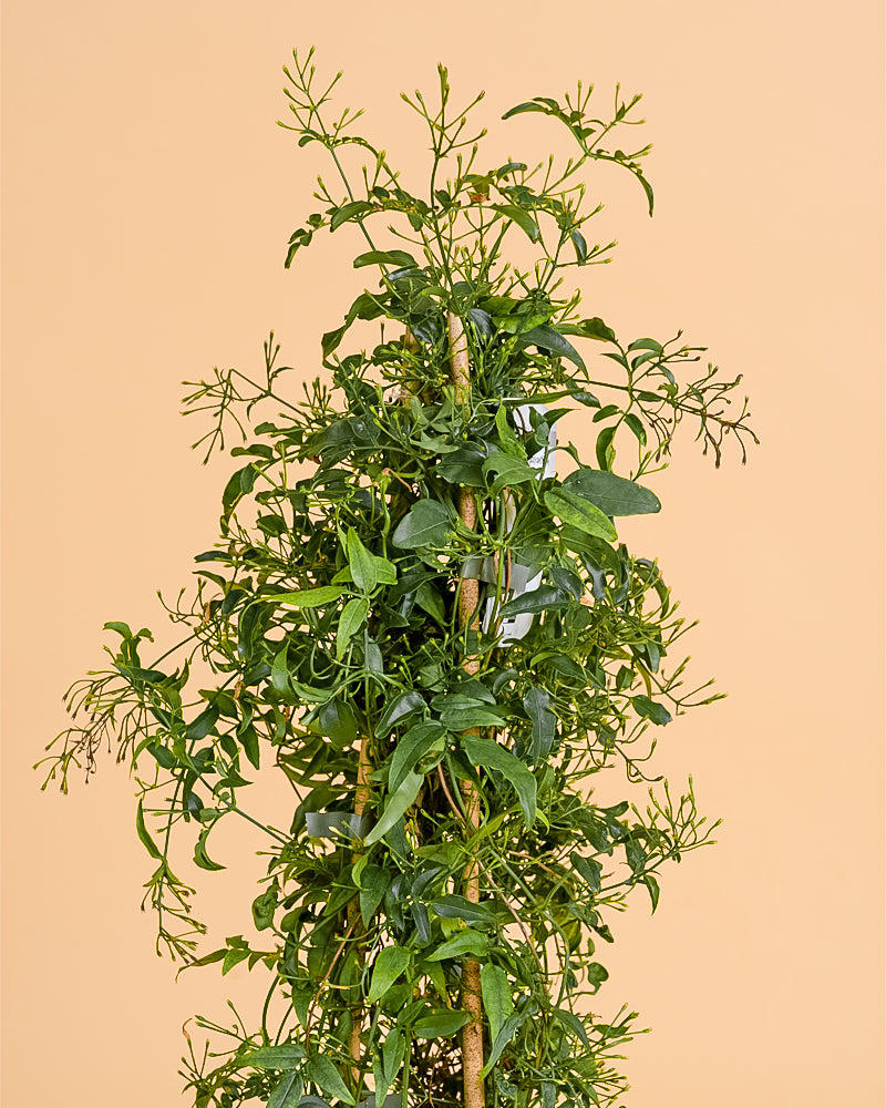 Jasminum polyanthum