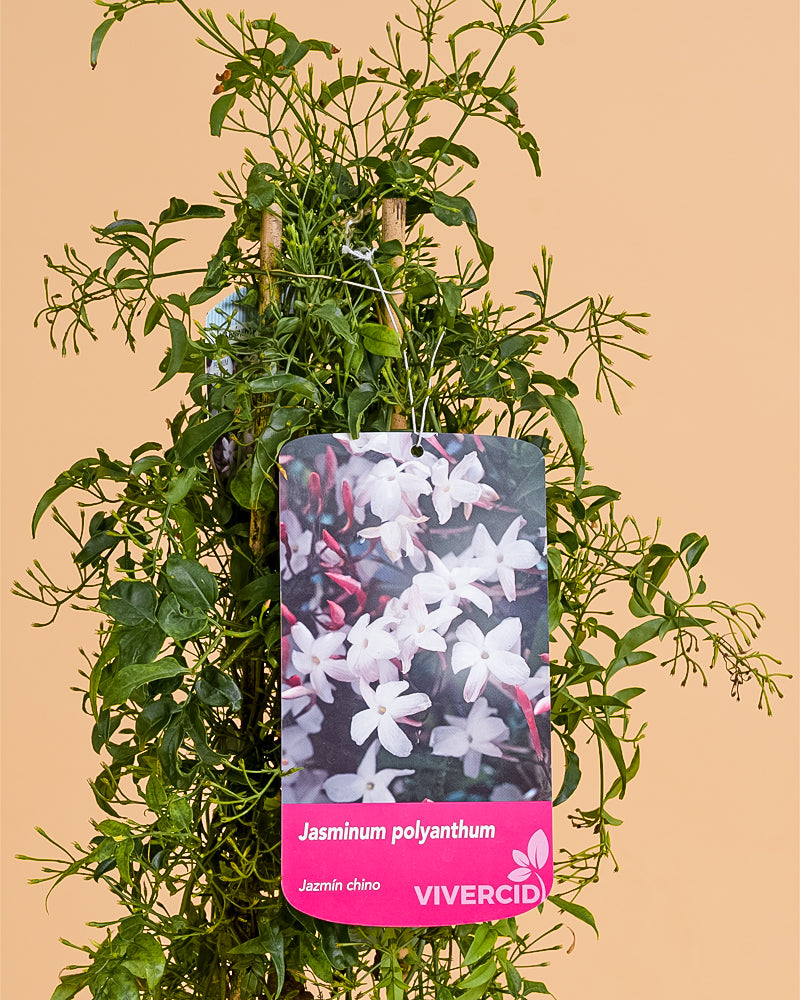 Jasminum polyanthum