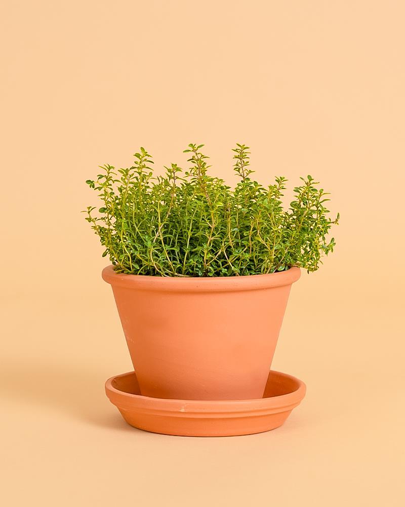 Thymus (tomilho) mastichina