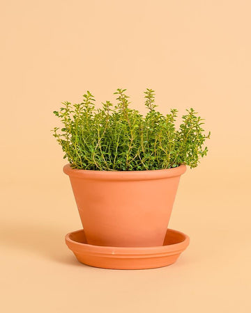Thymus (tomilho) mastichina