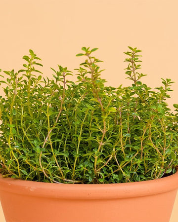Thymus (tomilho) mastichina