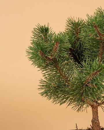 Bonsai Pinus