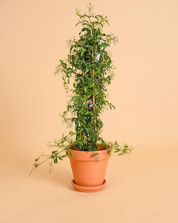 Jasminum polyanthum