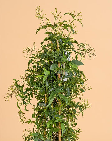 Jasminum polyanthum