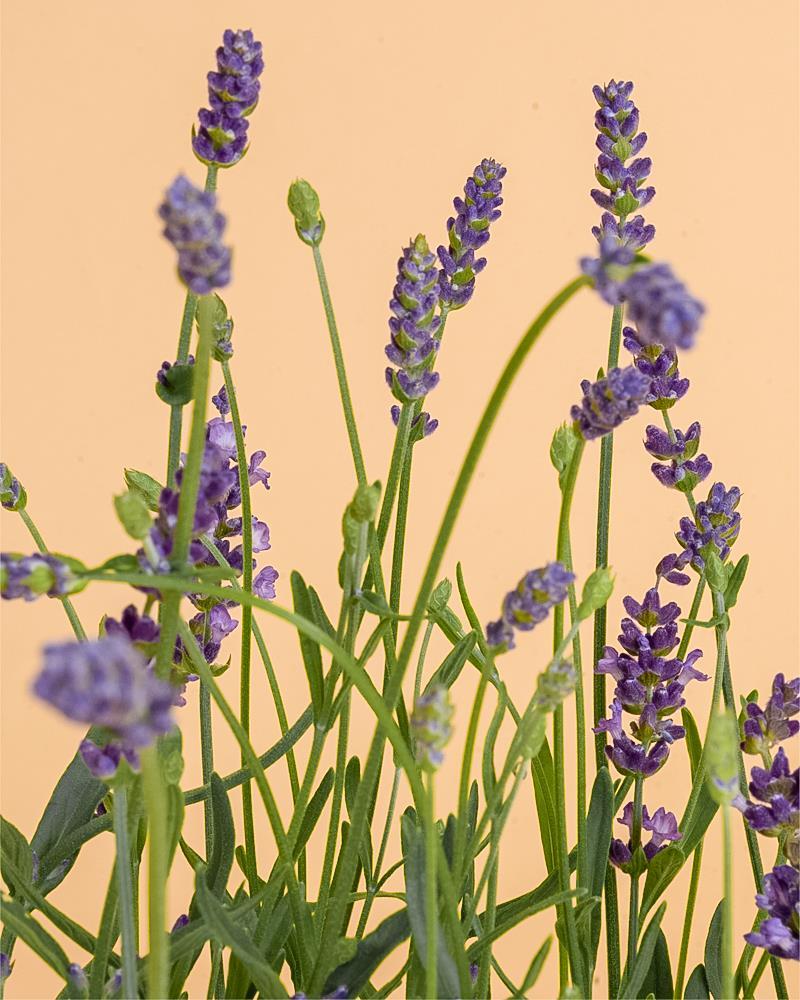 Lavandula angustifolia aromatica