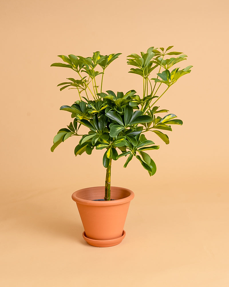 Schefflera arboricola_Gold Capella_1_