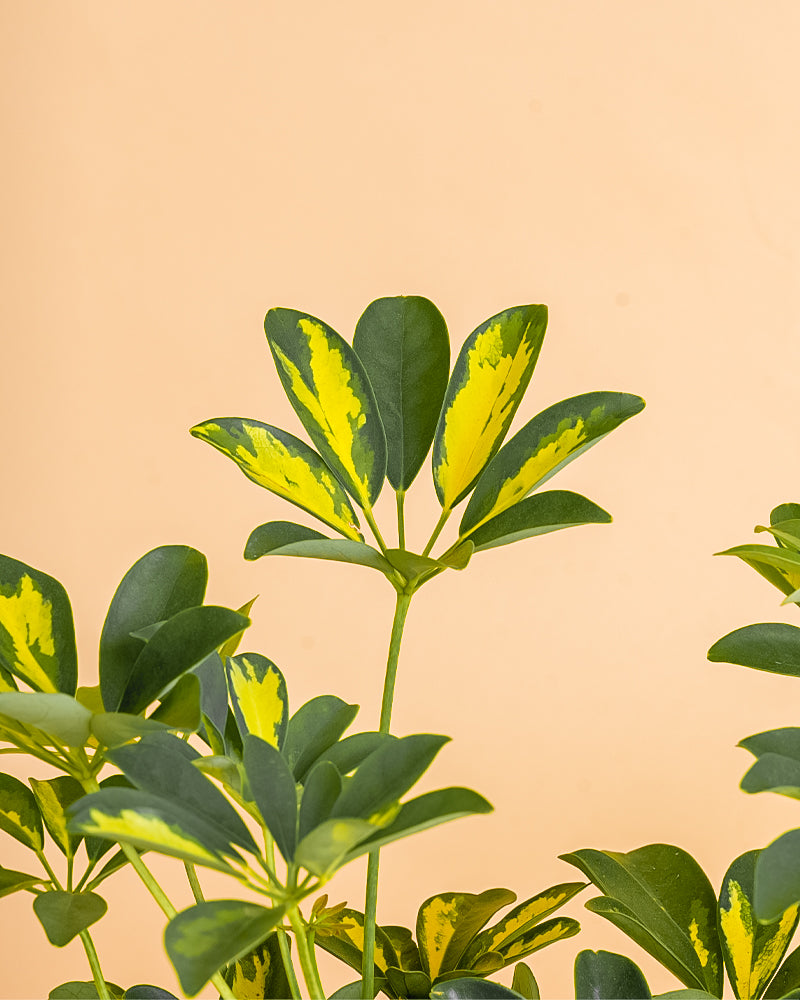 Schefflera arboricola_Gold Capella_2_