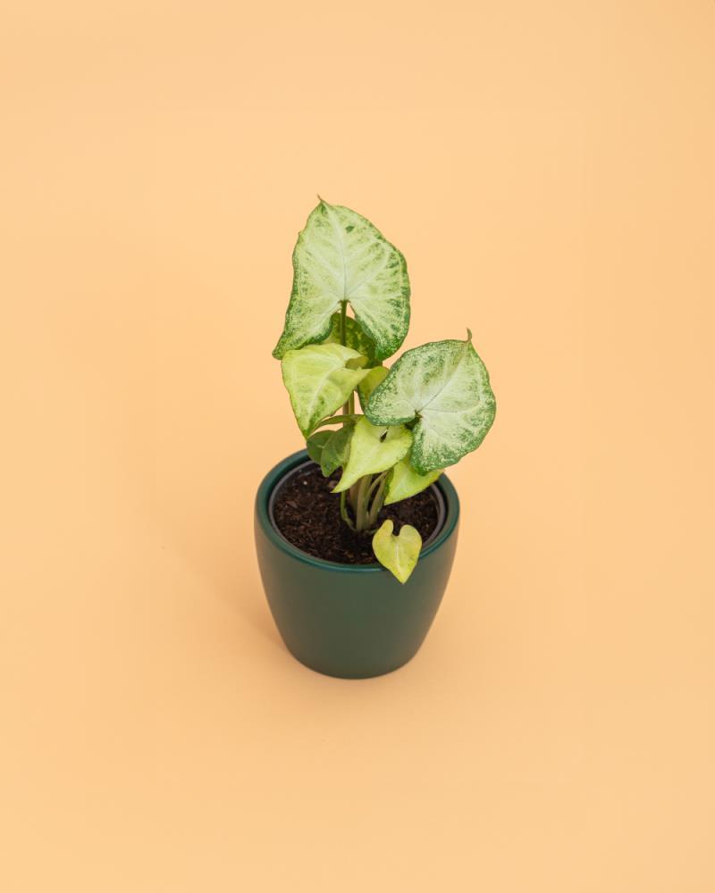 Syngonium 'White Butterfly' planta