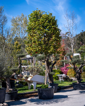 arvore_camelia_japonica