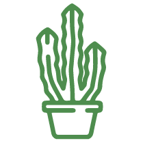 Cactos e Suculentas