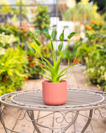 Alocasia 'Tiny Dancers'
