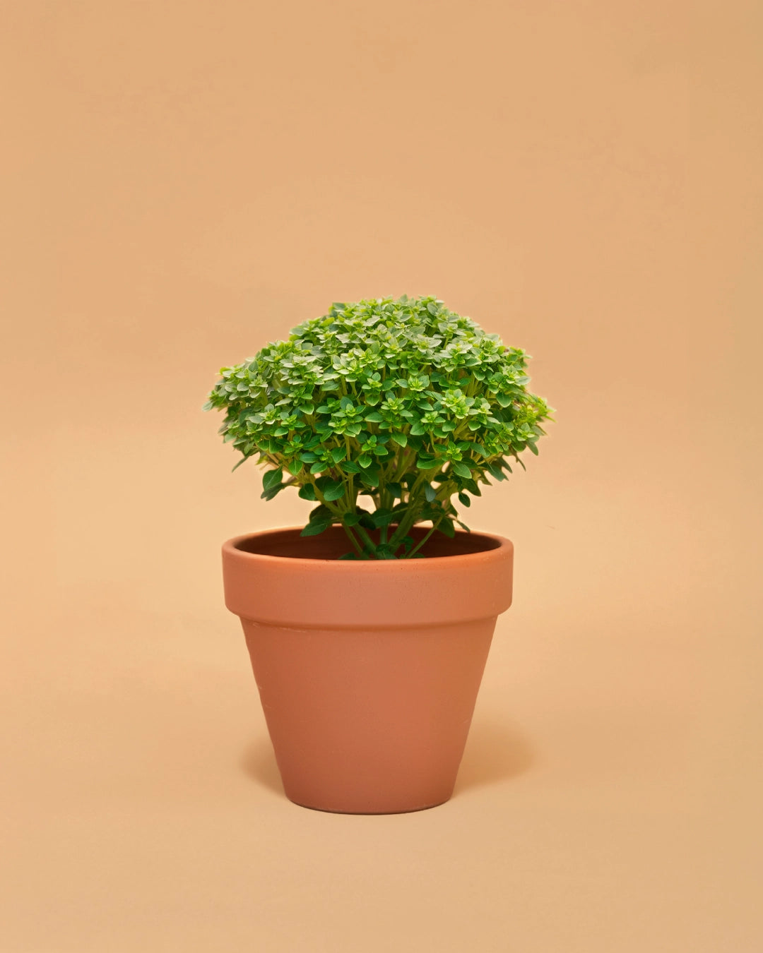 planta-criaverde-manjerico-sao-joao