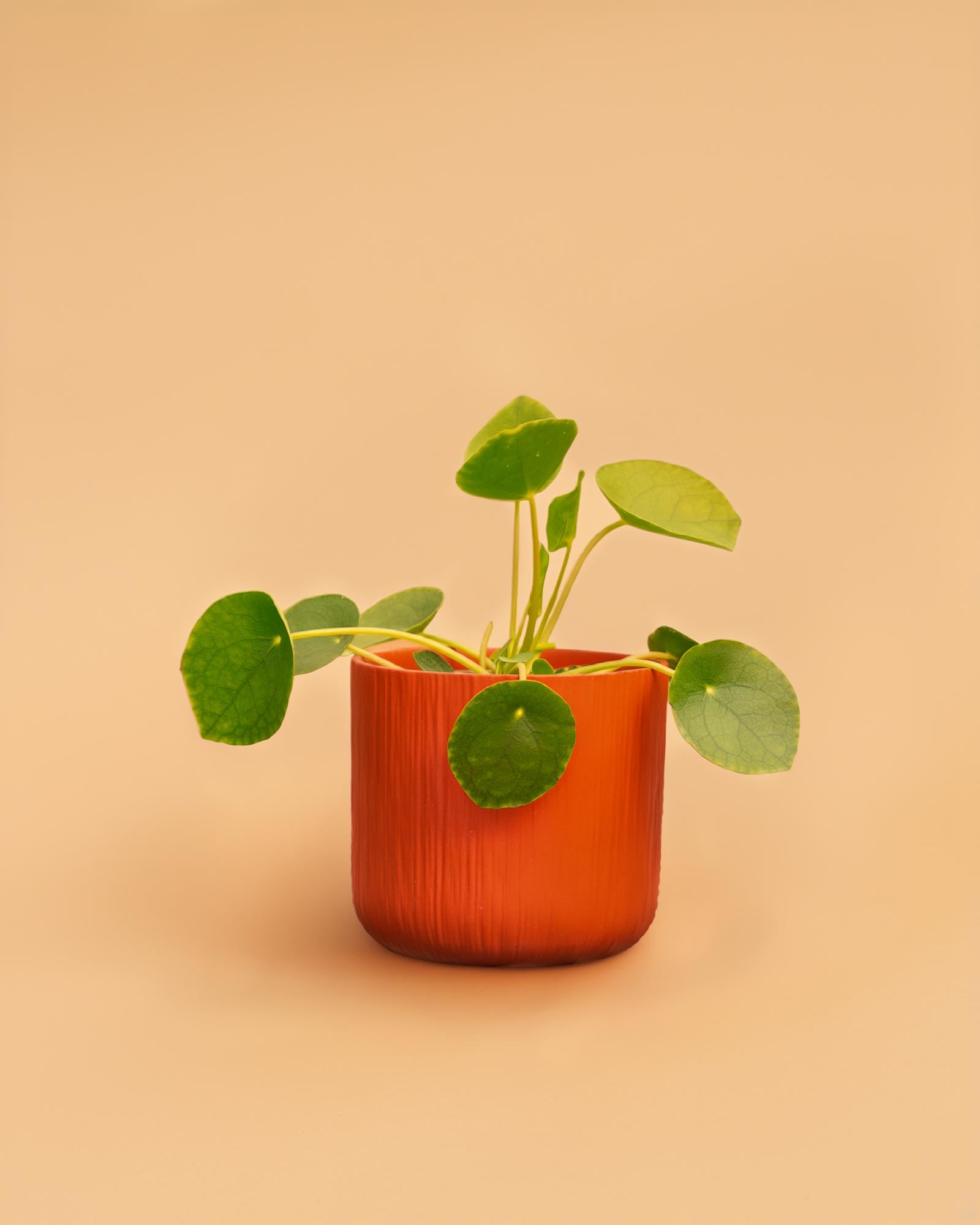 Pilea peperomioides