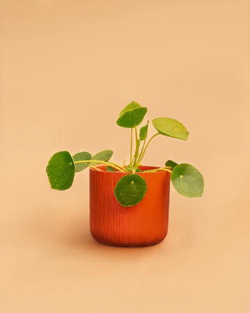 Pilea peperomioides