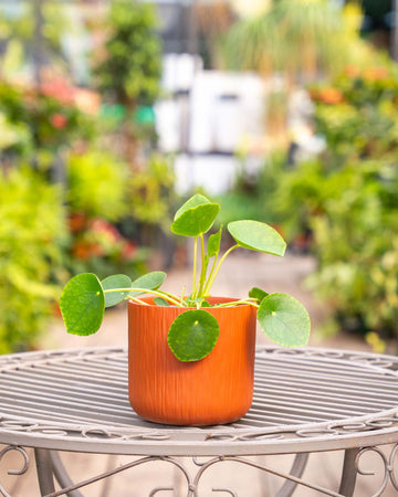 Pilea peperomioides